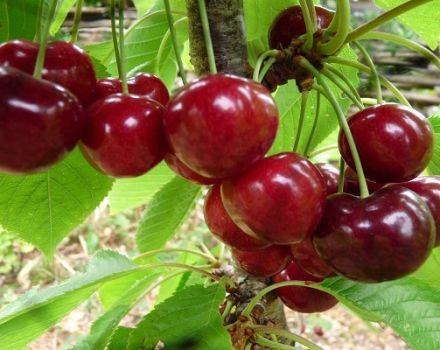 Paglalarawan ng Uyfehertoi Fyurtosh cherry varieties at kasaysayan, mga tampok ng paglilinang