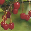 Description and characteristics of the Shakirovskaya cherry variety, cultivation and care