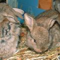 How to feed rabbits in winter at home, rules for beginners