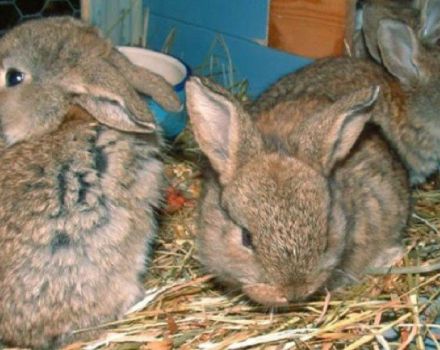 Ako kŕmiť králikov doma v zime, pravidlá pre začiatočníkov