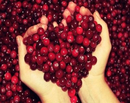 TOP 3 συνταγές για κατεψυγμένα lingonberries για το χειμώνα στο σπίτι