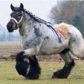 Опис и карактеристике коња пасмине Схире, услови задржавања и узгоја