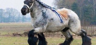 Beschrijving en kenmerken van paarden van het Shire-ras, detentie- en fokomstandigheden