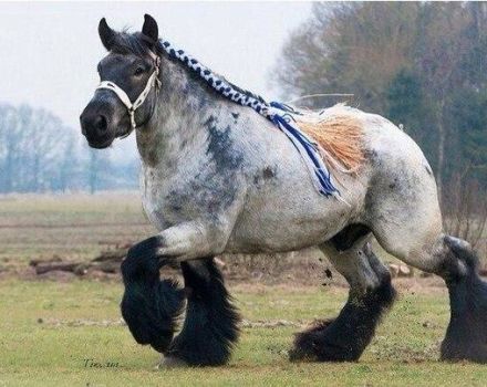 Description et caractéristiques des chevaux de la race Shire, conditions de détention et d'élevage