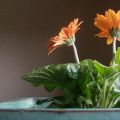 Mô tả các giống hoa đồng tiền trồng trong nhà, cách trồng và chăm sóc, bệnh và sâu bệnh