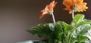 Description of varieties of indoor gerbera, cultivation and care, diseases and pests