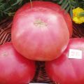 Caratteristiche e descrizione della varietà di pomodoro Pink King (re), la sua resa
