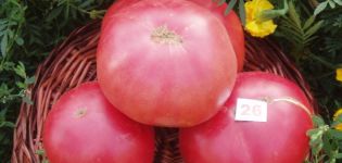Egenskaber og beskrivelse af tomatsorten Pink King (konge), dens udbytte