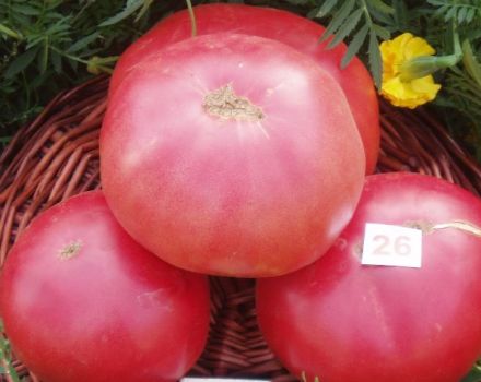 Pembe Kral (kral) domates çeşidinin özellikleri ve tanımı, verimi