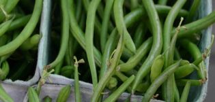 Paglalarawan ng ang pinakamahusay na mga varieties ng asparagus beans, kapaki-pakinabang na mga katangian at pinsala