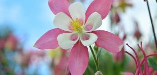 Rules for preparing aquilegia for winter, whether you need to prune in the fall