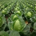 Description of the cabbage variety Nadezhda, features of cultivation and care