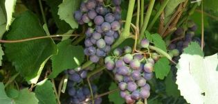 „Taezhny“ vynuogių veislės aprašymas, sodinimo ir priežiūros taisyklės