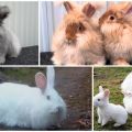 Popular breeds of downy rabbits, rules for their maintenance and care