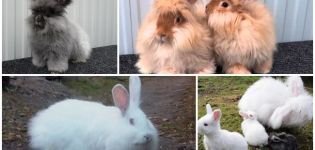 Razze popolari di conigli lanuginosi, regole per il loro mantenimento e cura