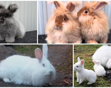 Razas populares de conejos suaves, reglas para su mantenimiento y cuidado.