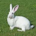 Description of white giant rabbits, rules of keeping and crossing