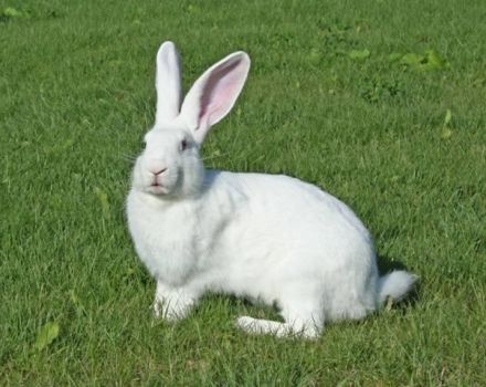 Mô tả về thỏ khổng lồ trắng, quy tắc nuôi và lai giống