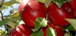 Pełen opis jesiennej odmiany jabłoni mamy i jej właściwości