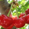 Descrizione e caratteristiche della varietà di ciliegio Fairy, caratteristiche di coltivazione e cura