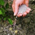 Uporaba superfosfatnog gnojiva za hranjenje krastavaca u stakleniku i na otvorenom terenu