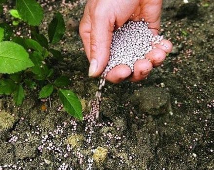 L'uso del fertilizzante perfosfato per l'alimentazione dei cetrioli in serra e in campo aperto