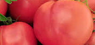 Caratteristiche e descrizione della varietà di pomodoro Pink souvenir, la sua resa
