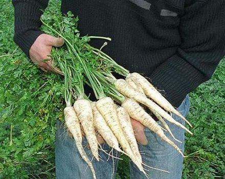 Features of growing and caring for root parsley in the open field