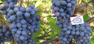 Beschrijving van Denisovsky-druiven, plant- en verzorgingsregels