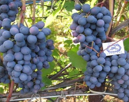 Denisovska vīnogu apraksts, stādīšanas un kopšanas noteikumi