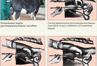 Beschrijving van de visocervicale methode van inseminatie van koeien, instrumenten en schema