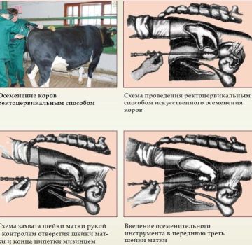 Descripción del método visocervical de inseminación de vacas, instrumentos y esquema.