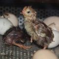 Lämpötila ja kosteus kananmunien inkuboimiseksi kotona