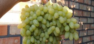 „Heliodor“ vynuogių aprašymas, sodinimo ir priežiūros taisyklės