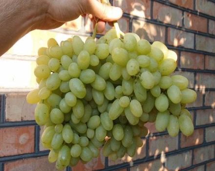 Description of Heliodor grapes, planting and care rules