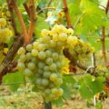 Opis winogron owocowych Solaris i ich właściwości, wady i zalety