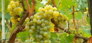 Solaris augļu vīnogu apraksts un to īpašības, plusi un mīnusi