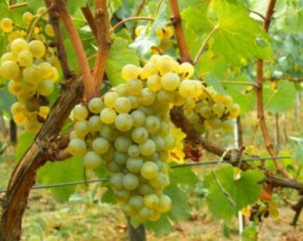 Descrizione dell'uva da frutto Solaris e delle sue caratteristiche, pro e contro