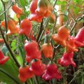 Karakteristike i opis zvonastog papra, kako ga uzgajati