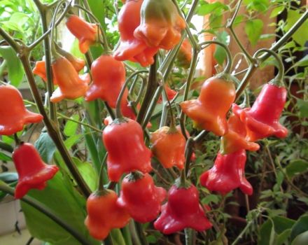 Egenskaber og beskrivelse af paprika, hvordan man dyrker den