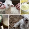 Hoe lam melkpoeder, verhoudingen en producenten op de juiste manier te fokken