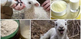Come allevare correttamente il latte di agnello in polvere, proporzioni e produttori