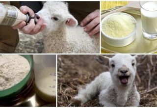 How to properly breed lamb milk powder, proportions and producers