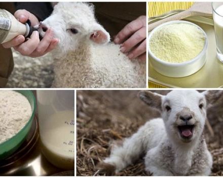 Sådan opdrættes lammemælkspulver, proportioner og producenter korrekt