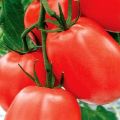 תיאור זן העגבניות קדאט, מאפייניו והמלצותיו לגידול