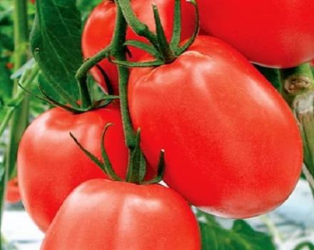 Popis odrůdy rajčat Cadet, její vlastnosti a doporučení pro pěstování