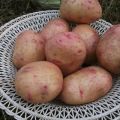 Descripció de la varietat de patates Bullfinch, característiques de cultiu i cura