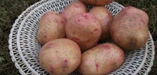 Описание на сорта картофи Bullfinch, характеристики на отглеждането и грижите
