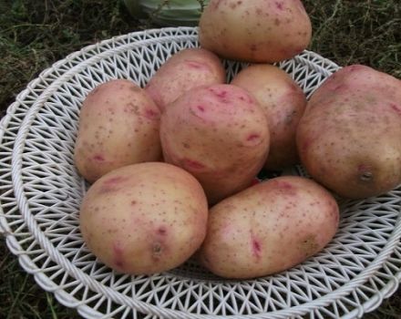Beskrivelse af kartoffelsorten Bullfinch, funktioner i dyrkning og pleje