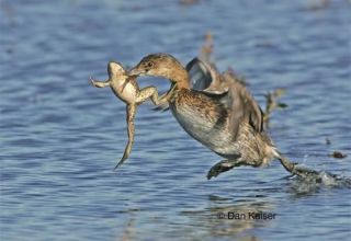 Les canards sauvages mangent-ils des grenouilles et peuvent-ils être donnés à la volaille, les avantages et les inconvénients